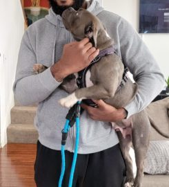 Veteran Companion Animal Services (VCAS)