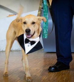 Veteran Companion Animal Services (VCAS)