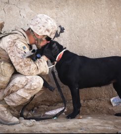 Veteran Companion Animal Services (VCAS)